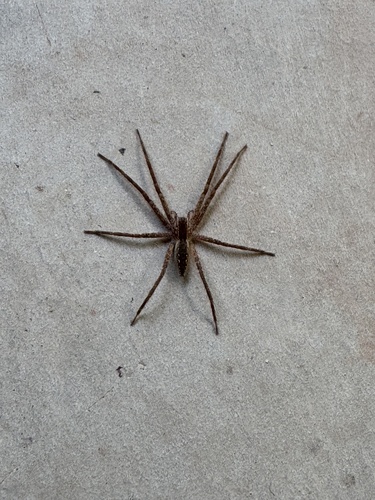 American Nursery Web Spider