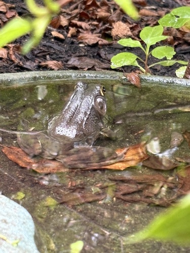 Green Frog