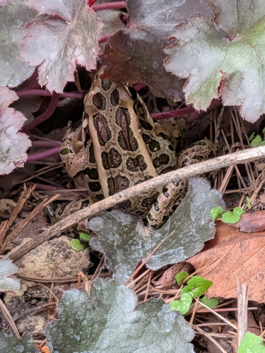 Pickerel Frog