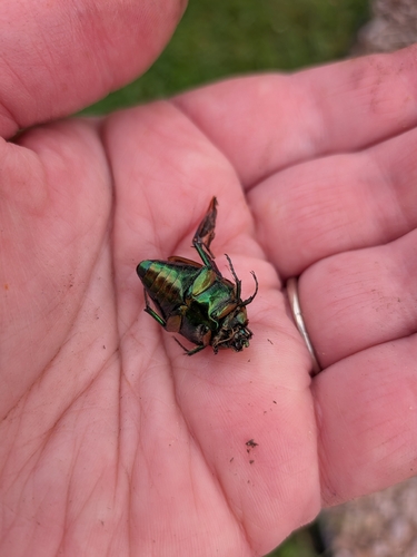Common Green June Beetle