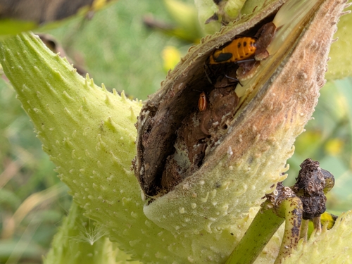 Large Milkweed Bug