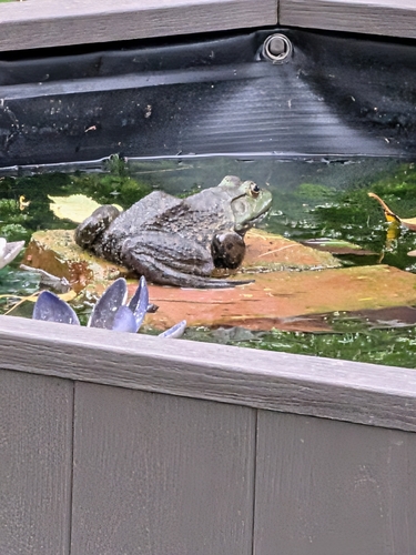 American Bullfrog