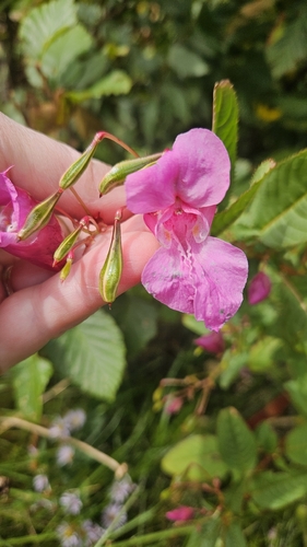 Himalayan balsam