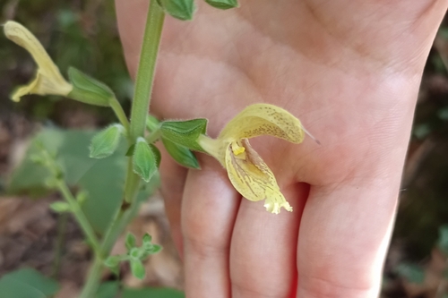Sticky Sage