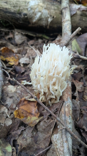 white coral fungus
