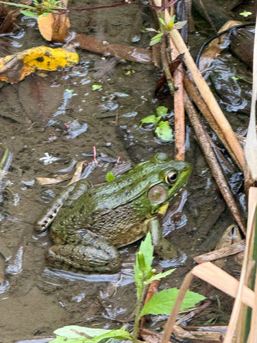 Green Frog
