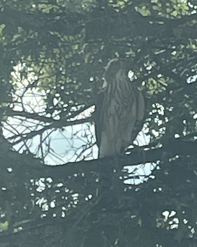 Cooper's Hawk