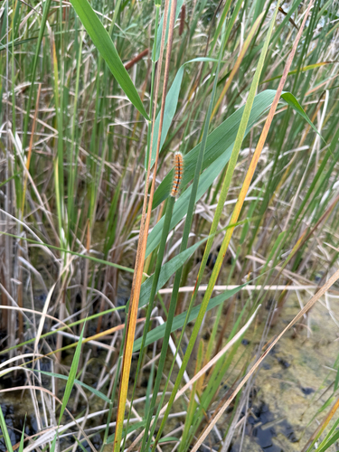 Marsh Dagger