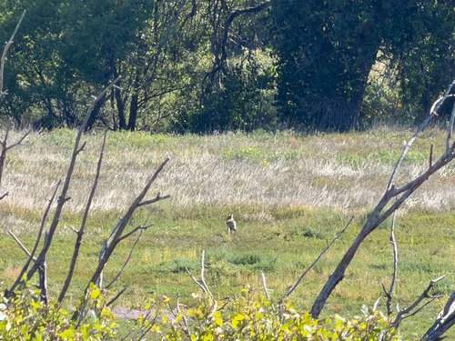 Coyote