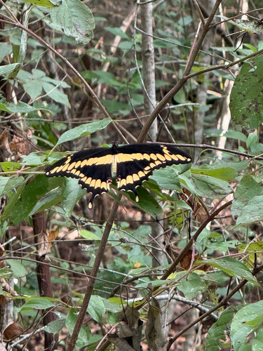 Eastern Giant Swallowtail
