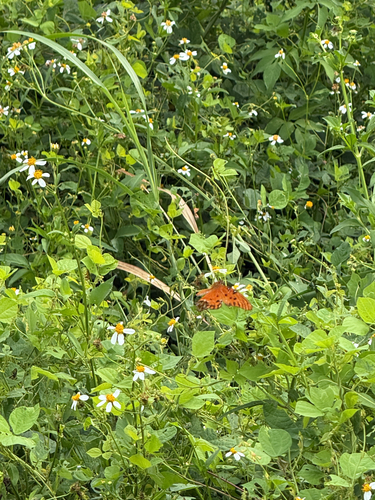 Gulf Fritillary