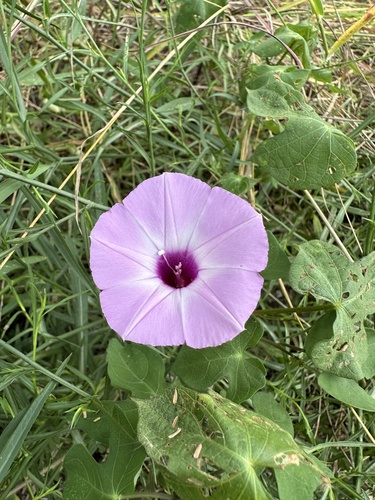 Tievine