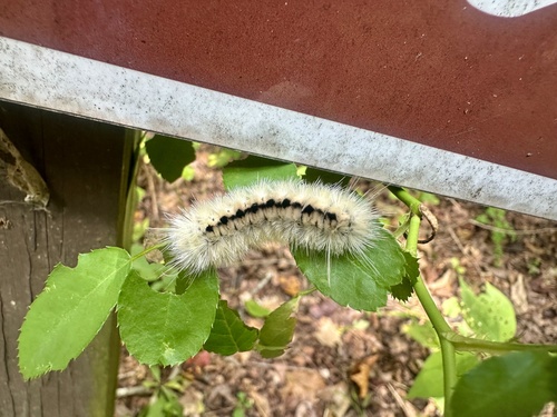 Hickory Tussock Moth