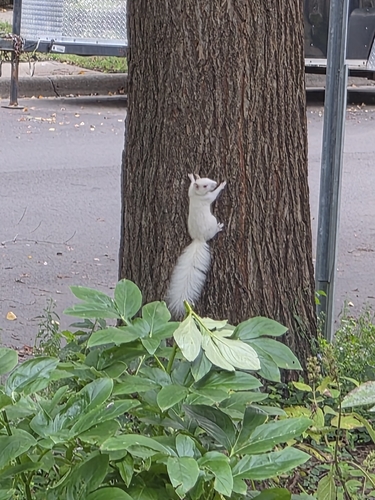 Eastern Gray Squirrel