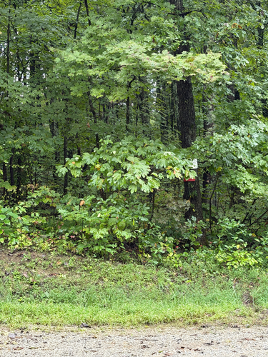 sassafras