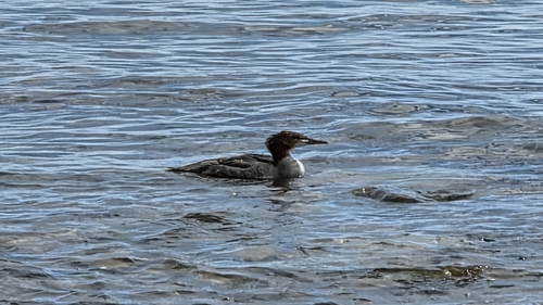 Common Merganser