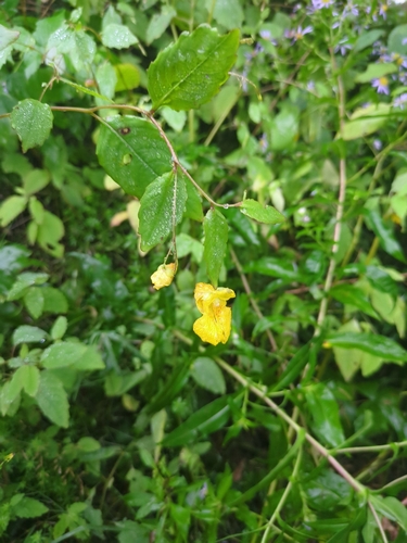pale jewelweed