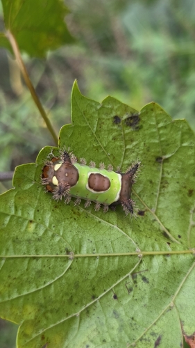 Saddleback Caterpillar Moth