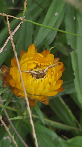White-banded Crab Spider