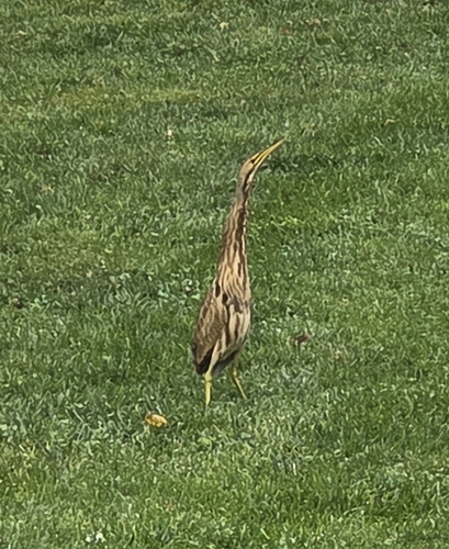 American Bittern