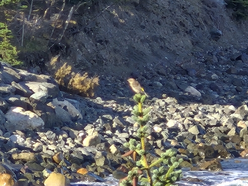 Yellow-rumped Warbler