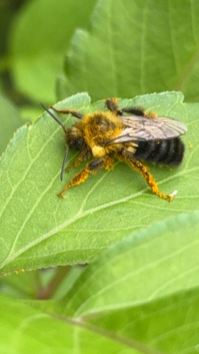 Common Eastern Bumble Bee