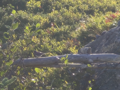 Dark-eyed Junco