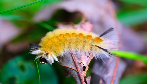 Banded Tussock Moth