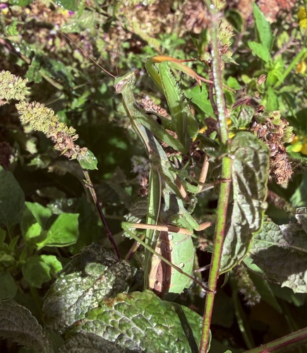 European Mantis
