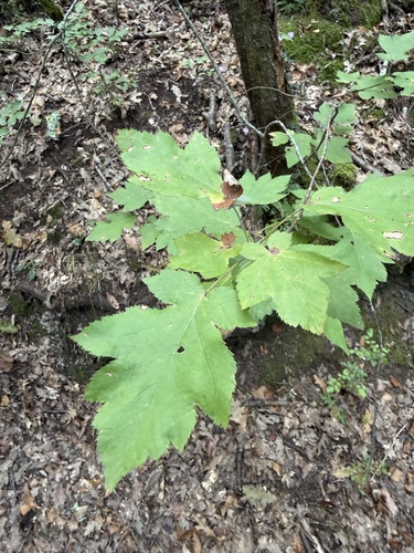 Wild Service-tree