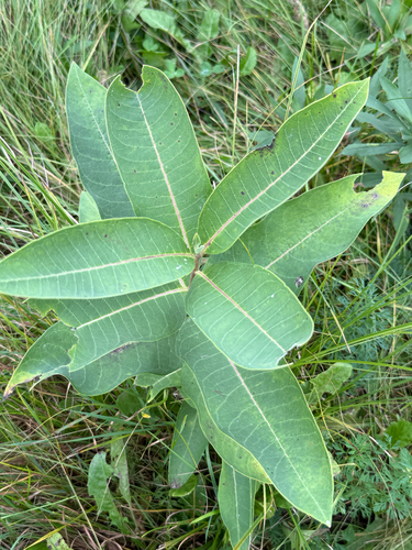 common milkweed
