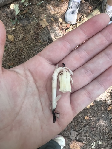 Ghost Pipe