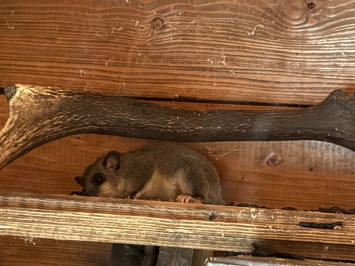 European Fat Dormouse
