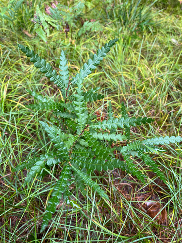 sweetfern