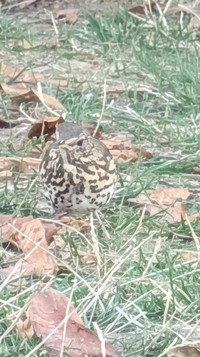 Song Thrush
