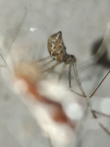 Marbled Cellar Spider