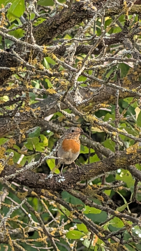 European Robin