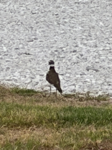 Killdeer