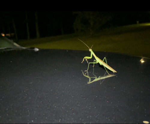 Chinese Mantis