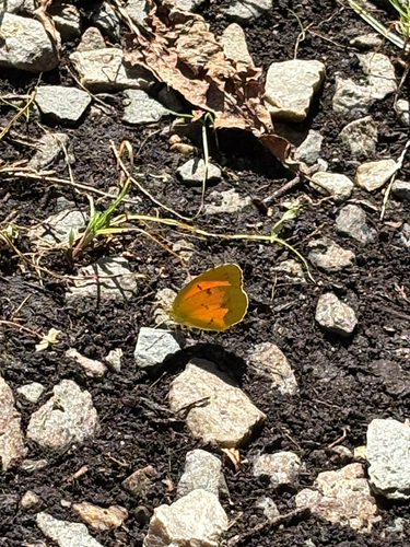 Sleepy Orange
