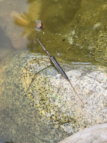 Brown Waterscorpion