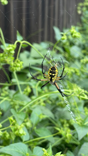 Yellow Garden Spider