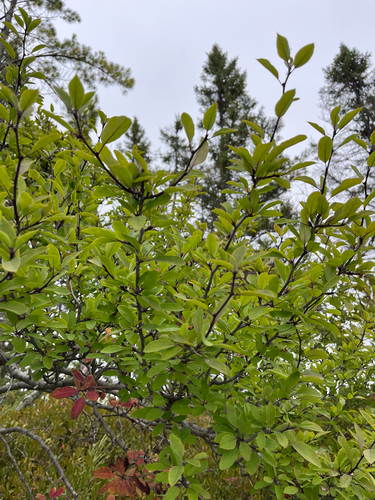 Mountain holly