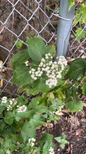 white snakeroot