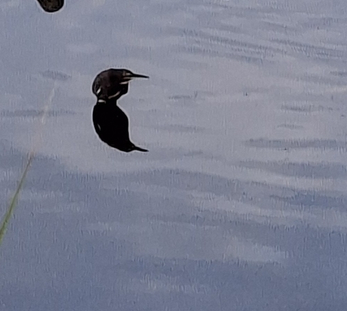 Green Heron