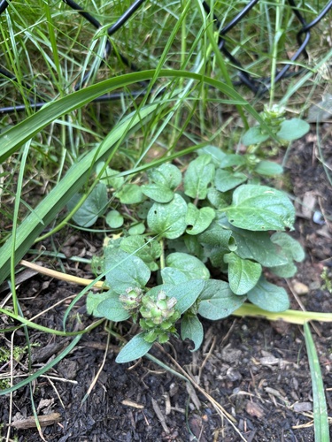 common selfheal