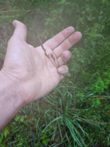 orchard grass