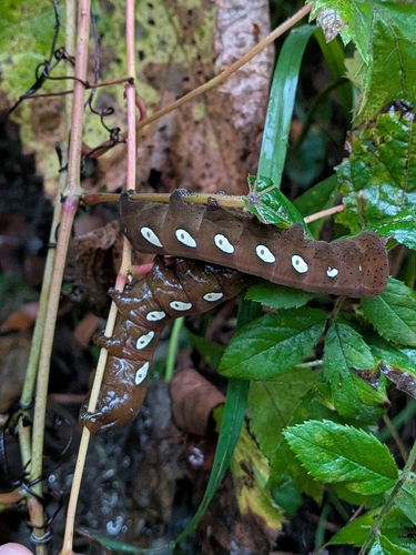 Pandorus Sphinx