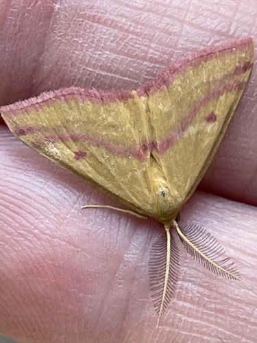 Chickweed Geometer Moth
