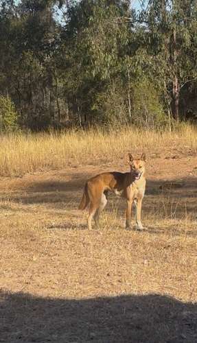 Dingo